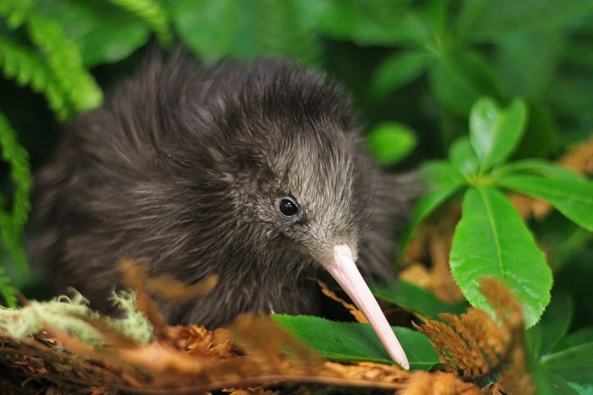 Pūkaha National Wildlife Centre
