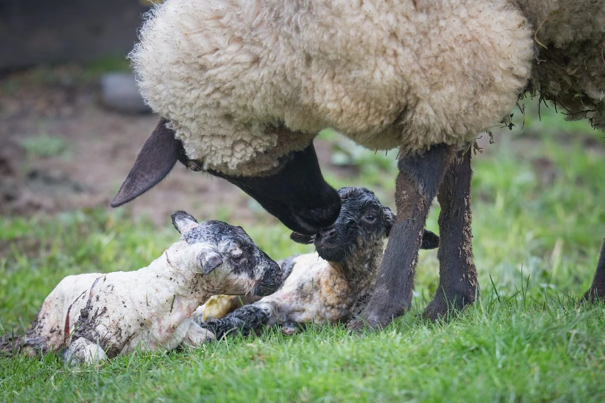 Sheepworld