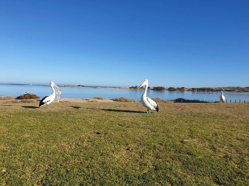 Kalbarri Pelican Feeding