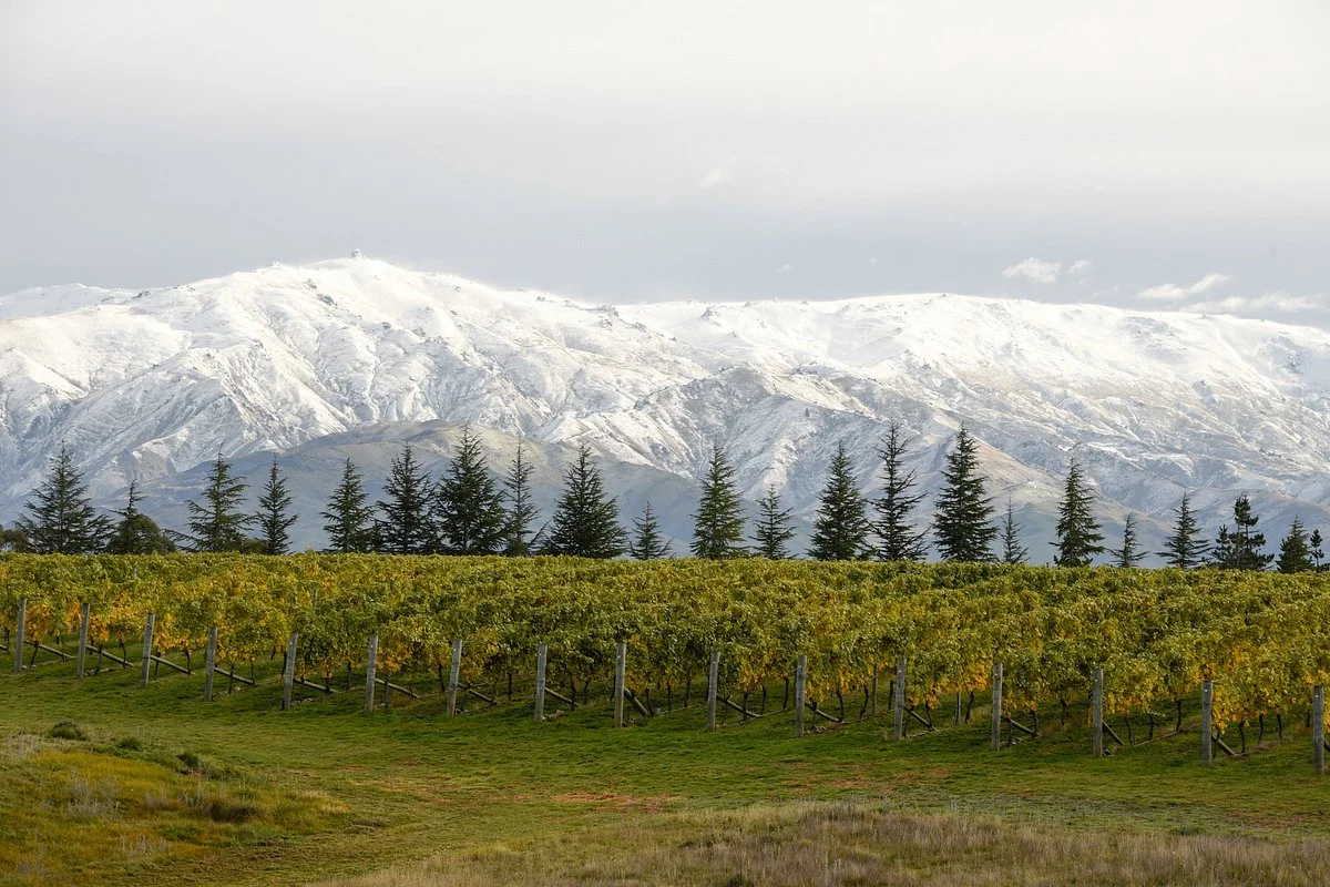 Grey Ridge Vineyard and Accomodation