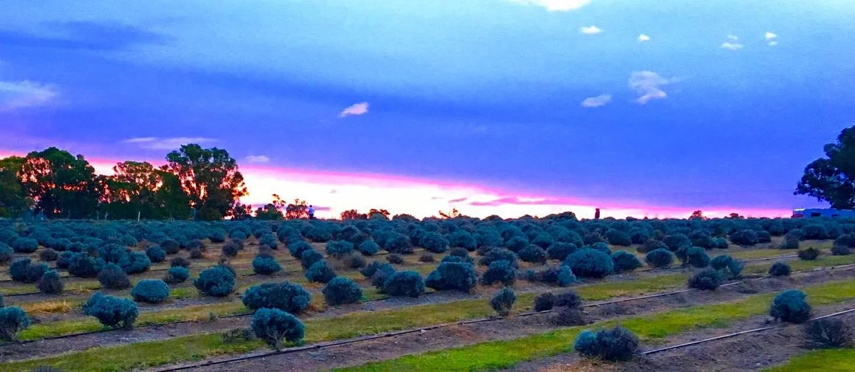 Aloomba Lavender Farm