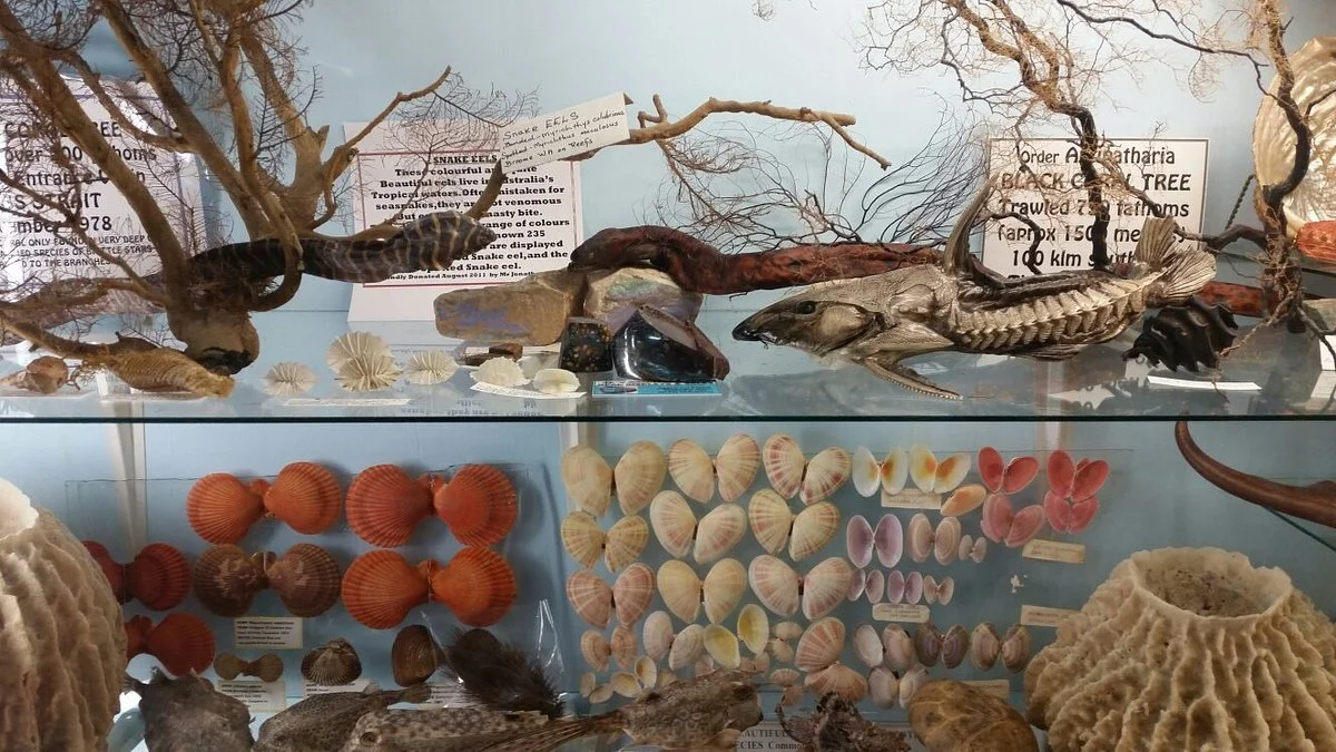 Griffiths' Sea Shell Museum & Marine Display