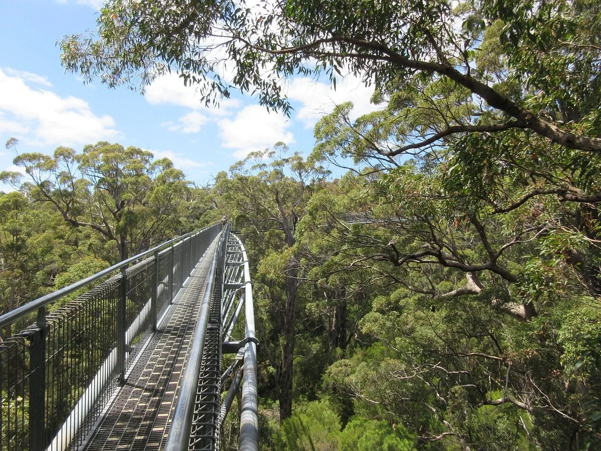 Valley of the Giants Tree Top Walk