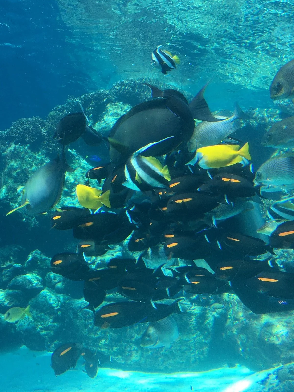 Reef HQ Great Barrier Reef Aquarium