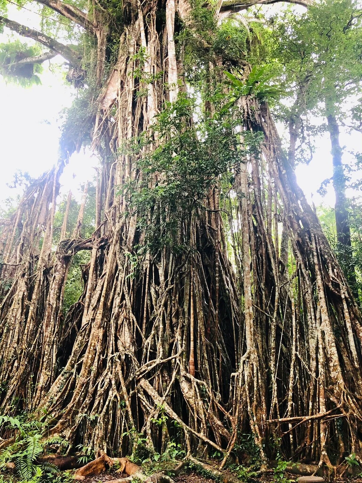 Cathedral Fig Tree