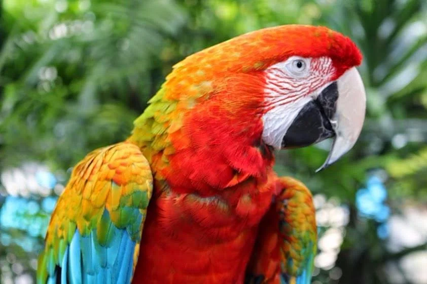 The Parrot Place