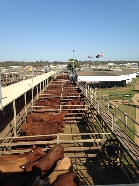 Roma Cattle Saleyards