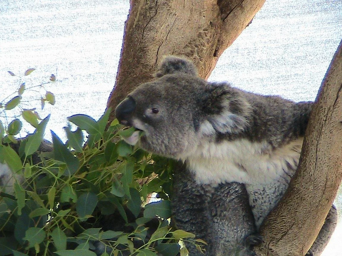Cohunu Wildlife park
