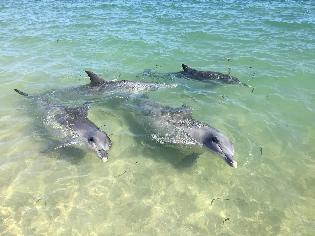 Monkey Mia Reserve