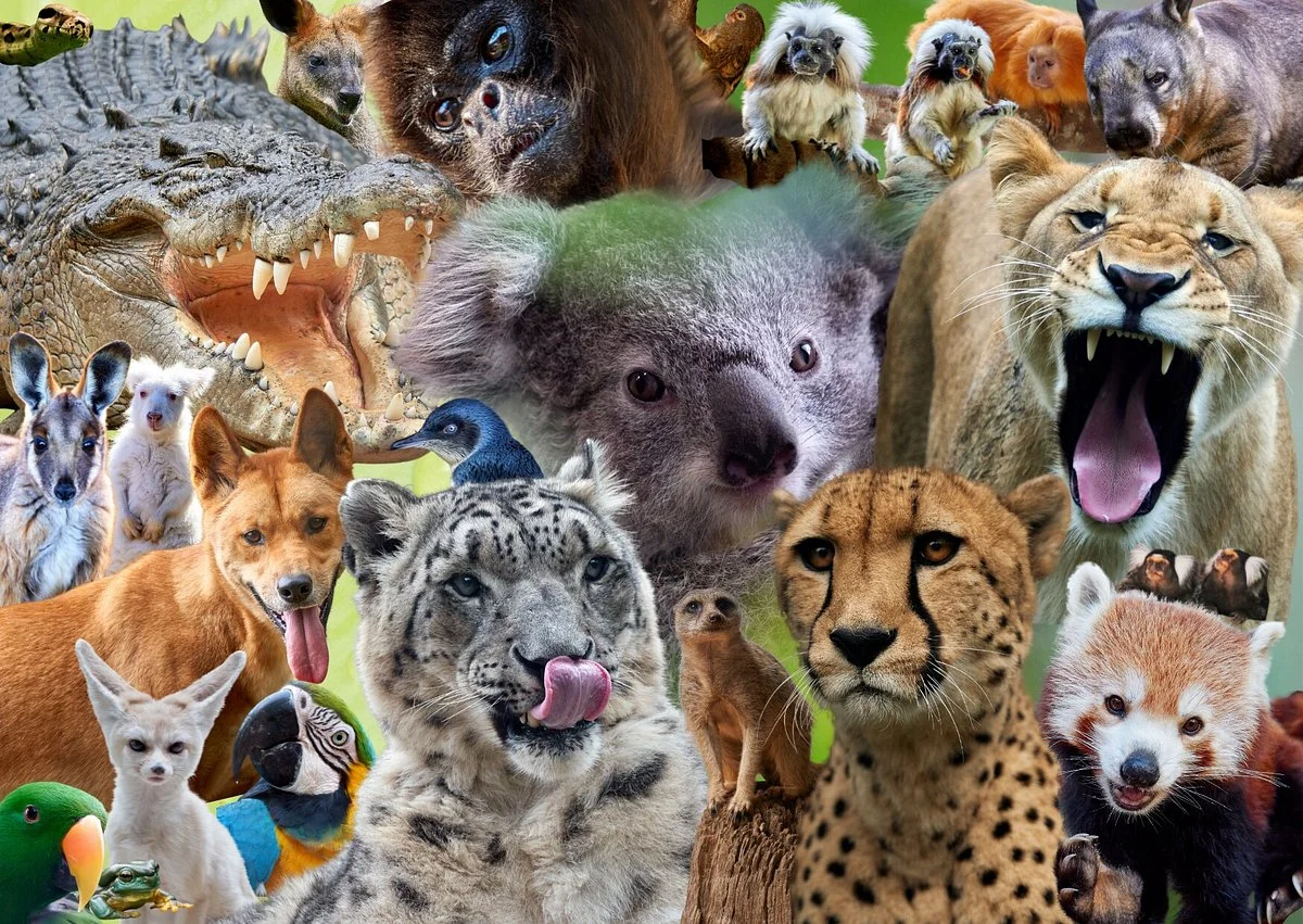 Billabong Zoo Koala & Wildlife Park