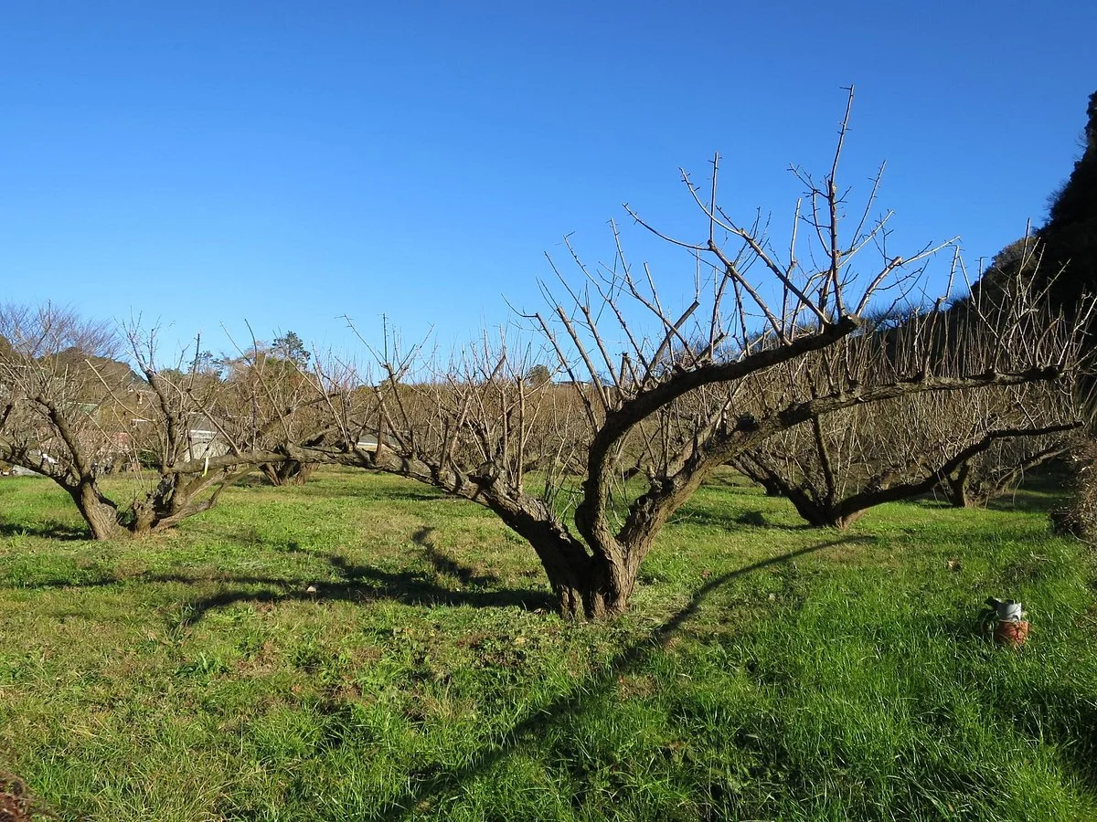 Toyooka Plum Garden