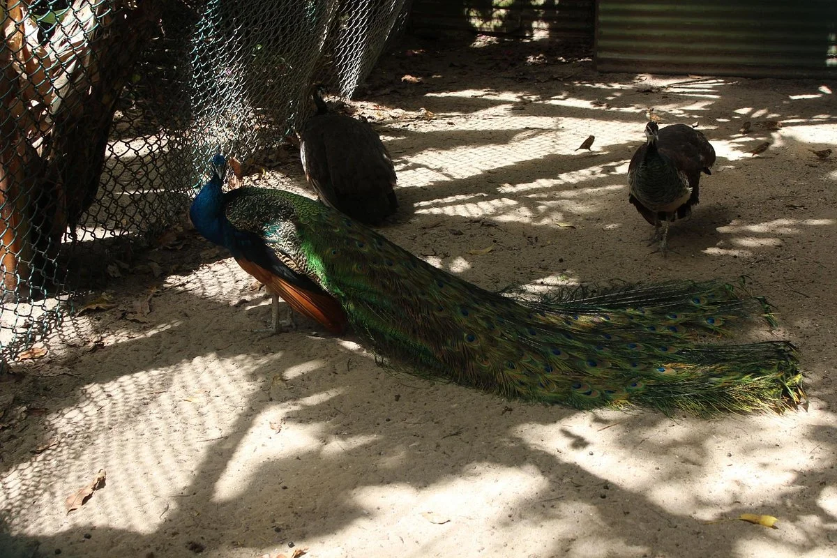 Cushing Zoo