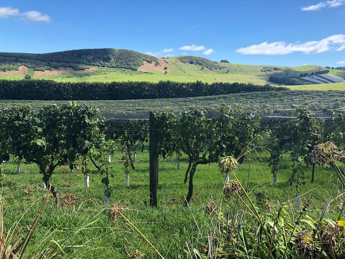 Te Motu Vineyard