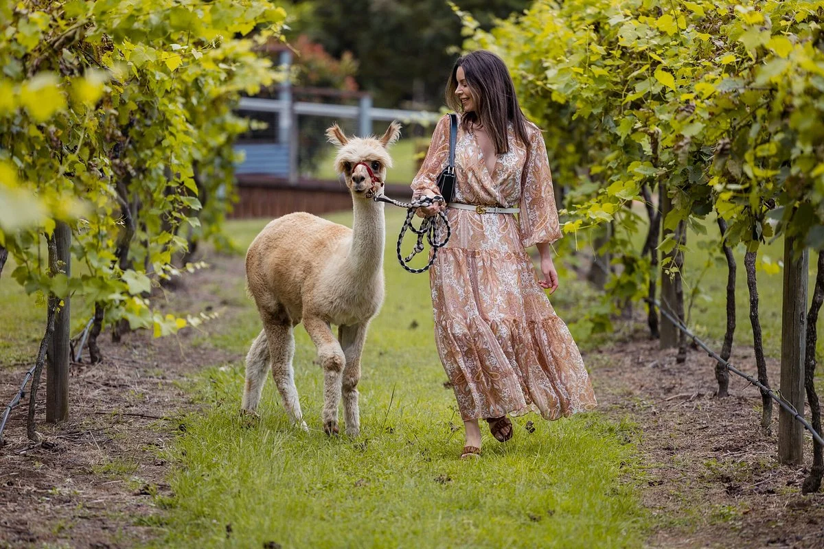 Mountview Alpaca Farm