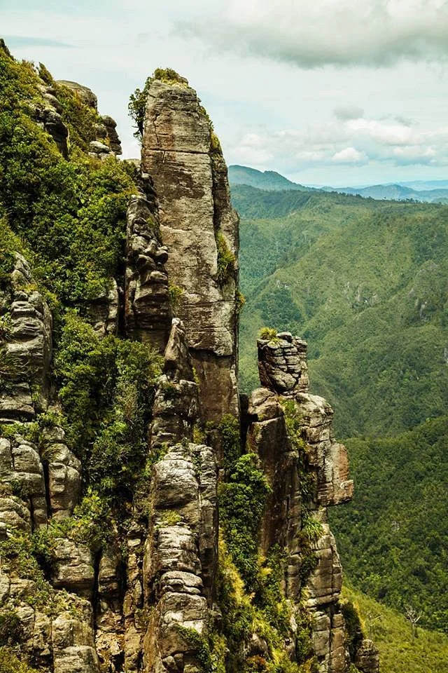 Kauaeranga Kauri Trail (Pinnacles Walk)