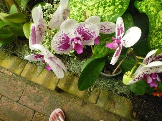 Orchid Display House