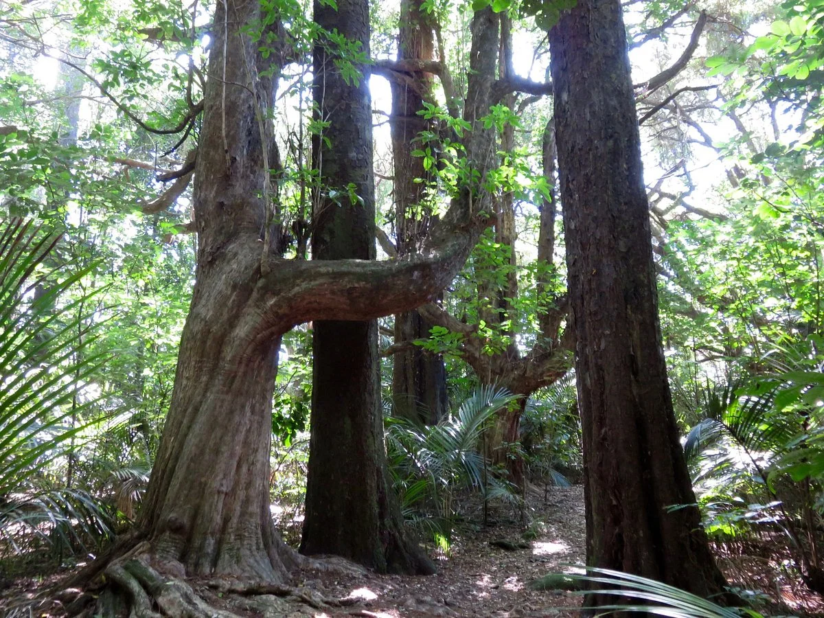 Gray's Bush Scenic Reserve Walks