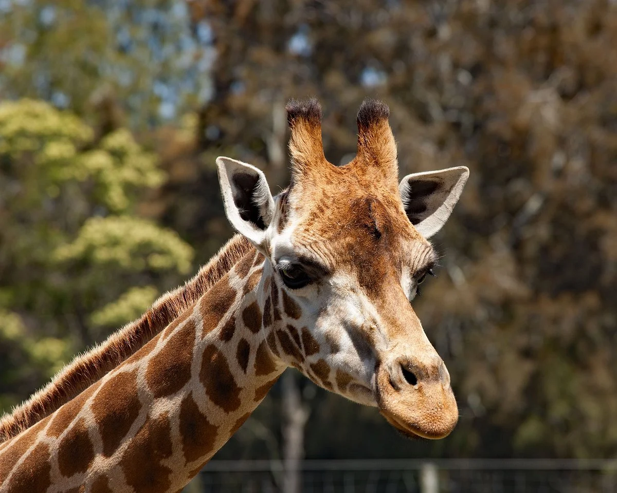 Mogo Wildlife Park
