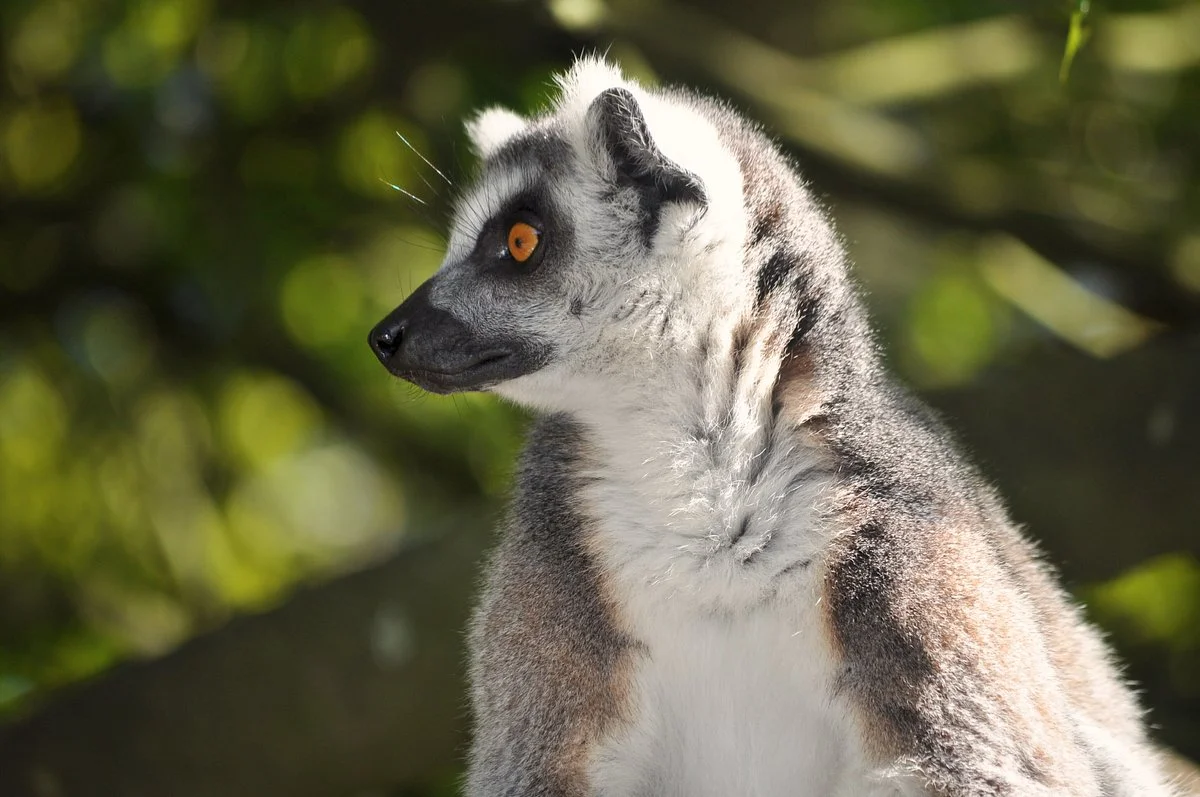 Hamilton Zoo