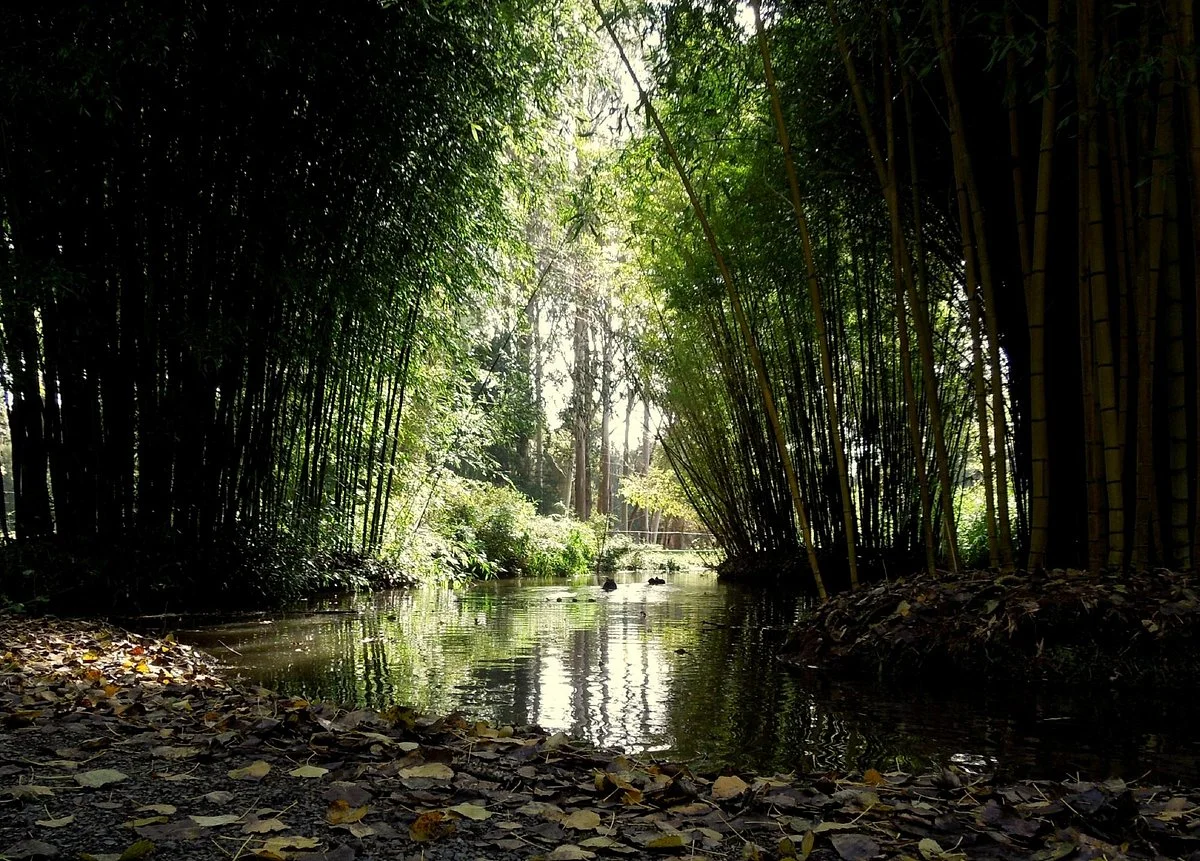 Taitua Arboretum