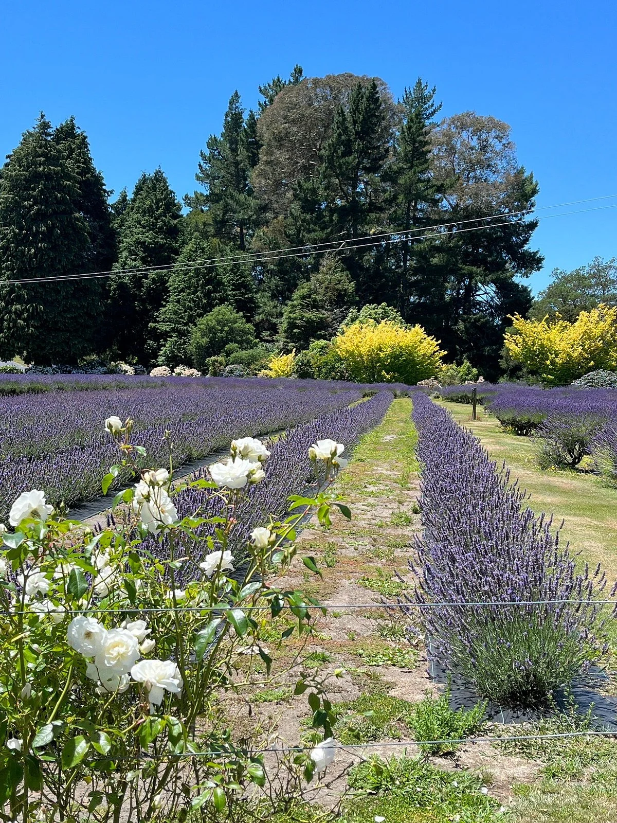 Lauren's Lavender Farm