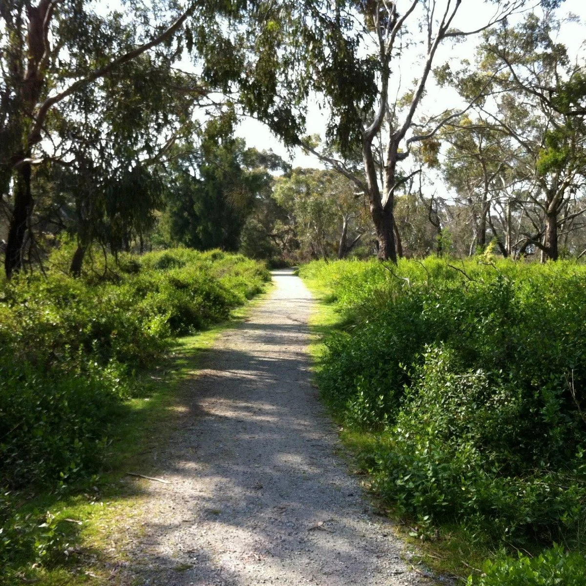 F Oswin Robert Koala Reserve