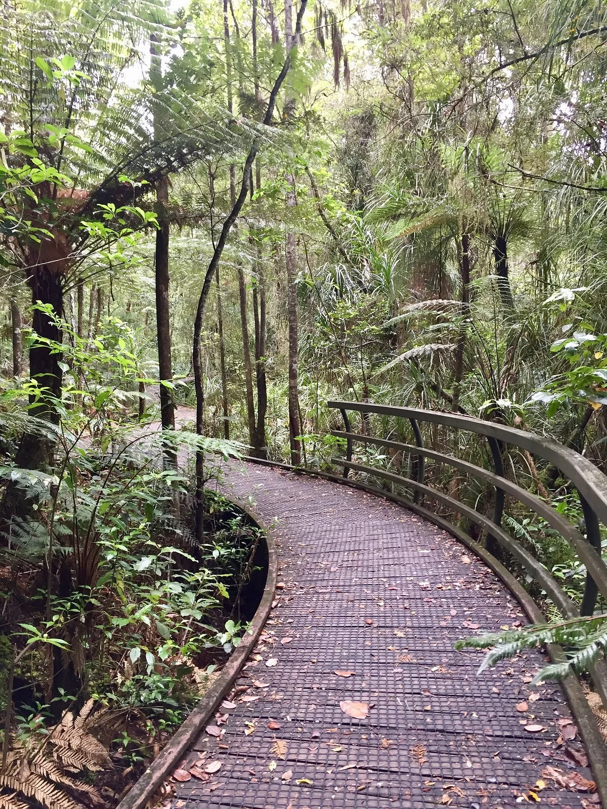 Manginangina Kauri Walk