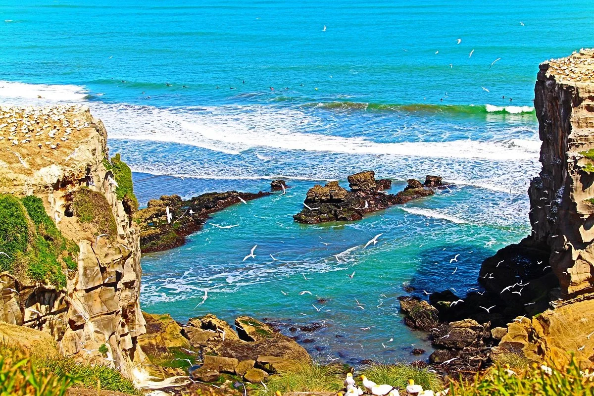 Muriwai Gannet Colony