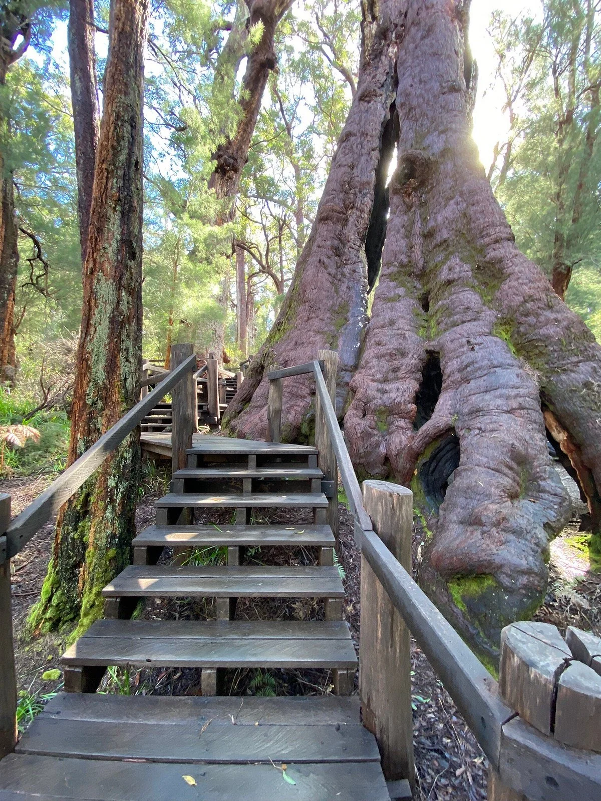 Giant Tingle Tree