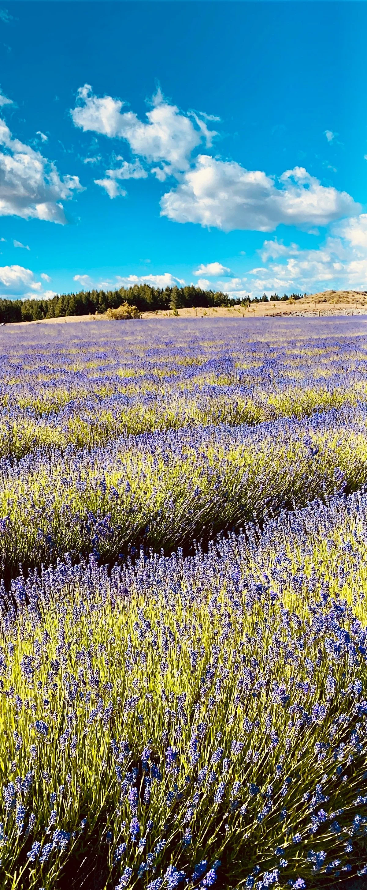 New Zealand Alpine Lavender