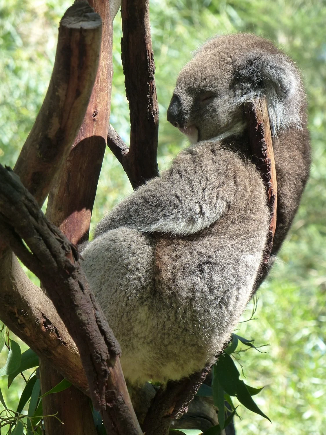 Gorge Wildlife Park