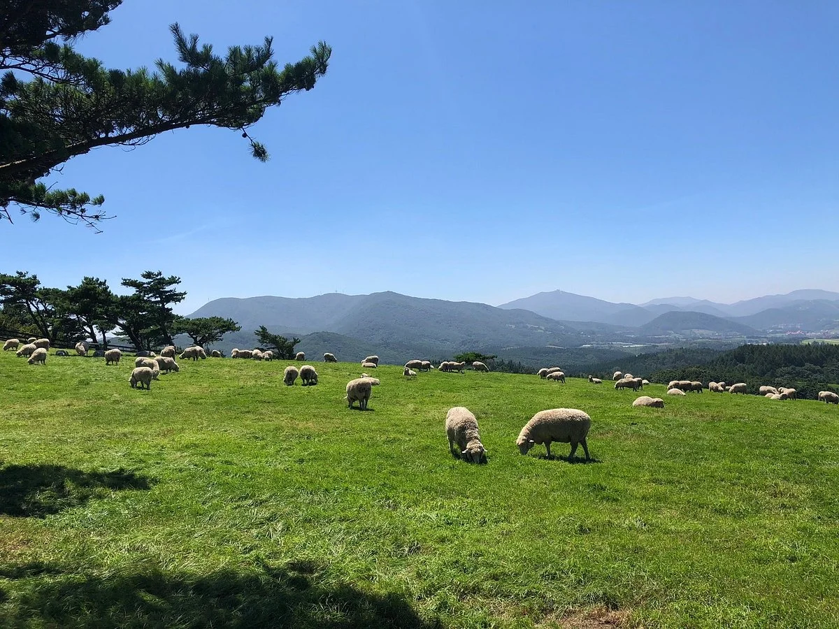 Daegwallyeong Sheep Ranch
