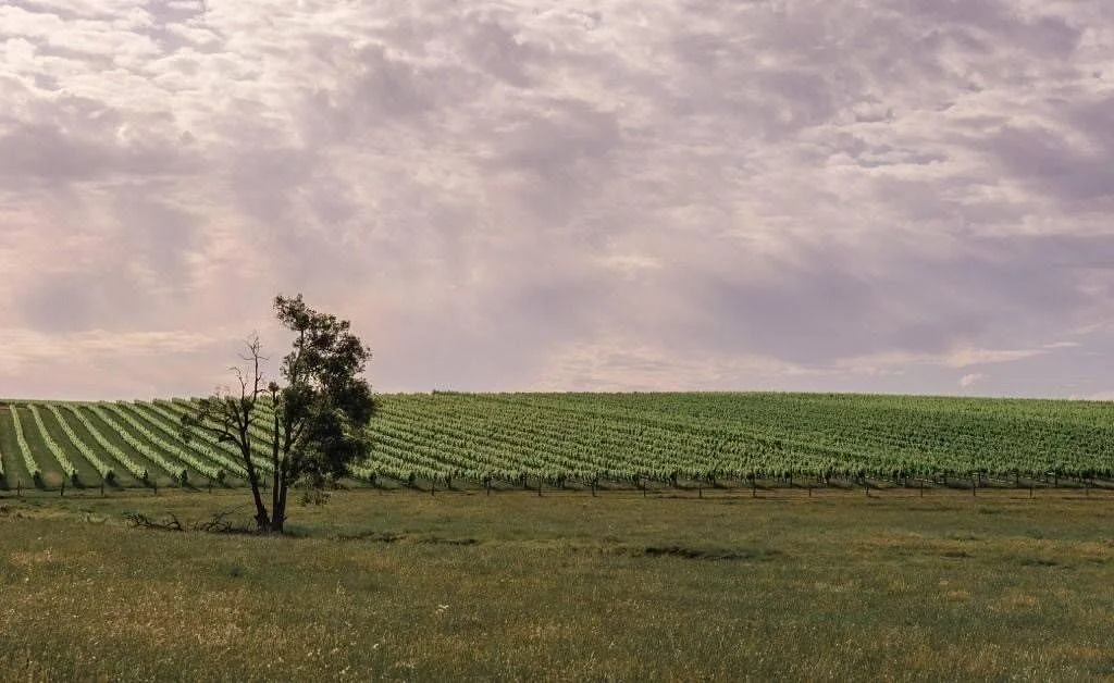 Barrecas Wines