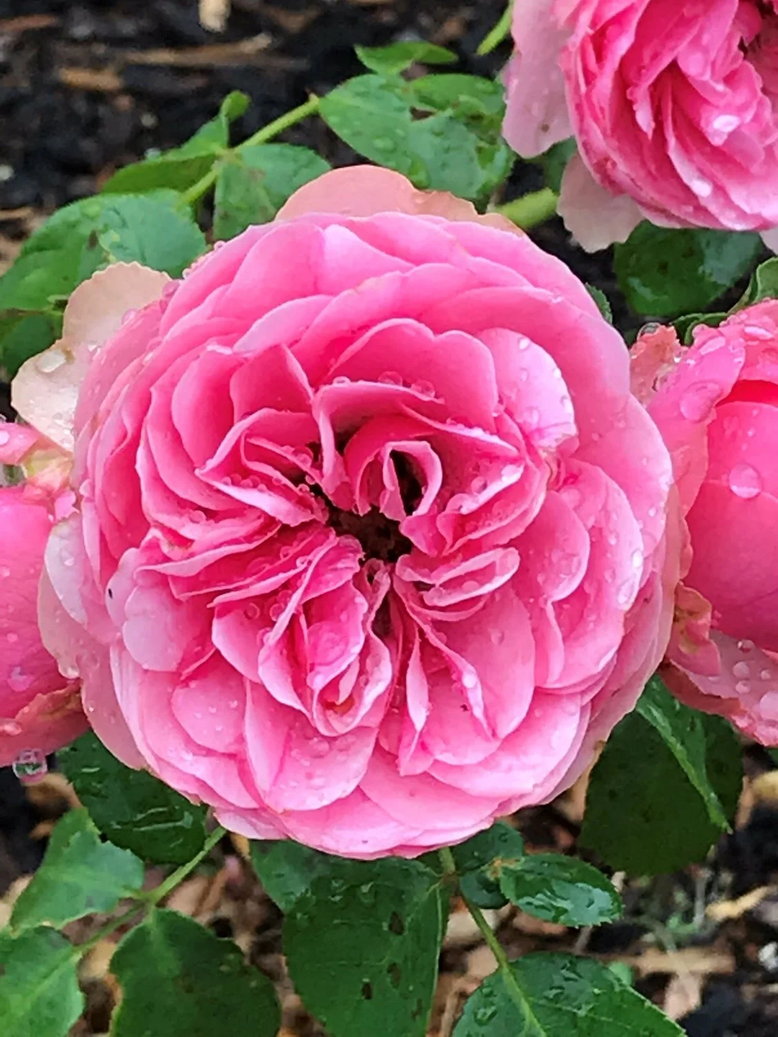 Parnell Rose Gardens