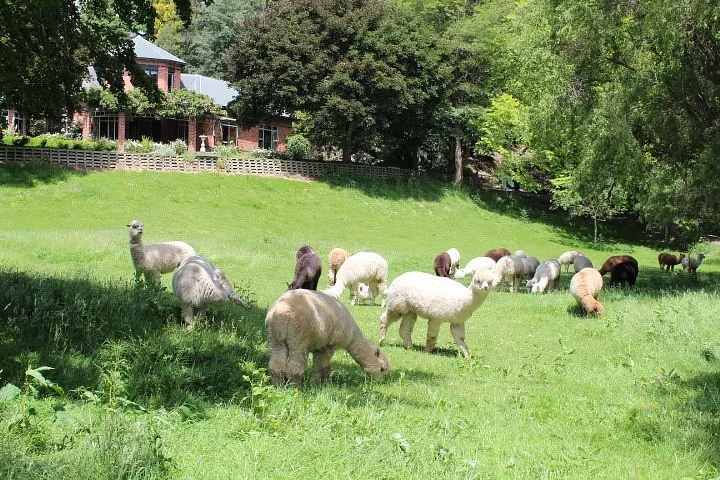 Kooinda Alpacas