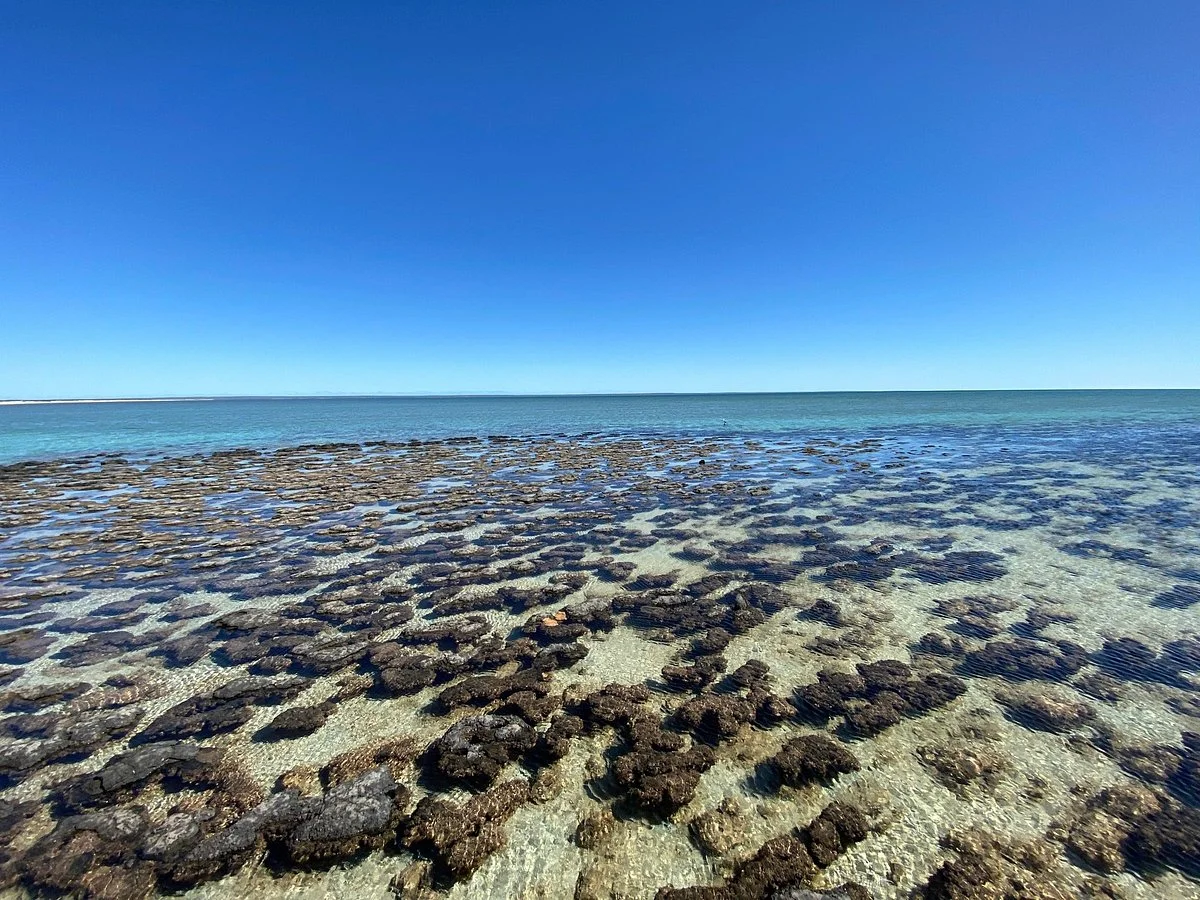 Stromatolites of Shark Bay