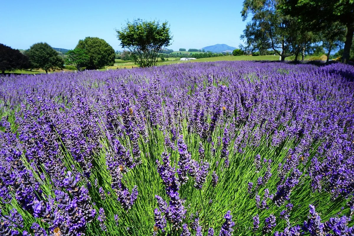 Alphra Lavenders