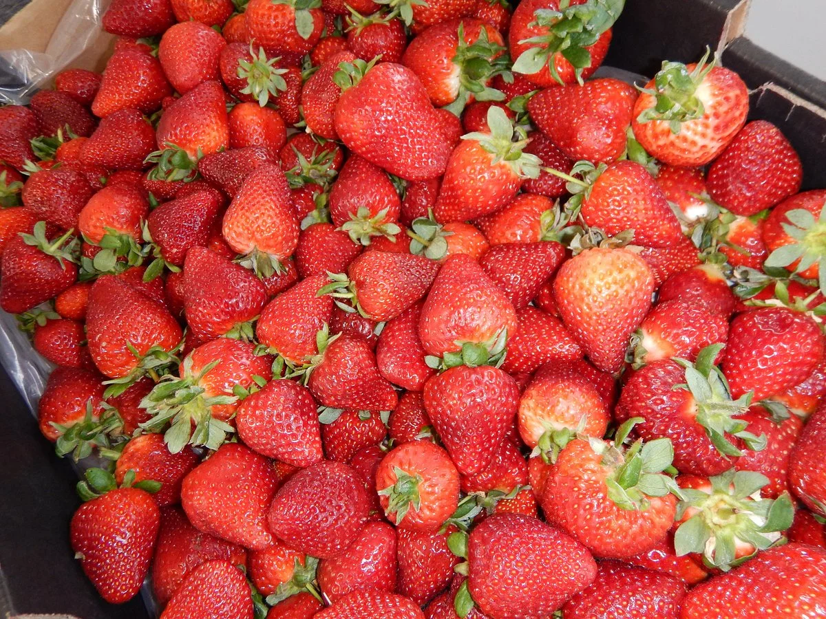 Berry Sweet Strawberry Farm