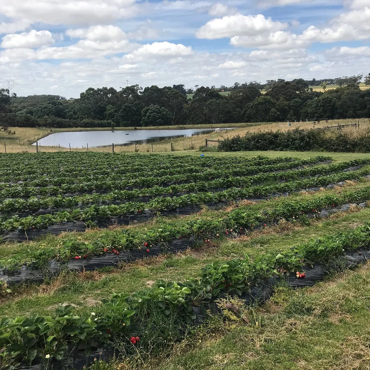 Berry World
