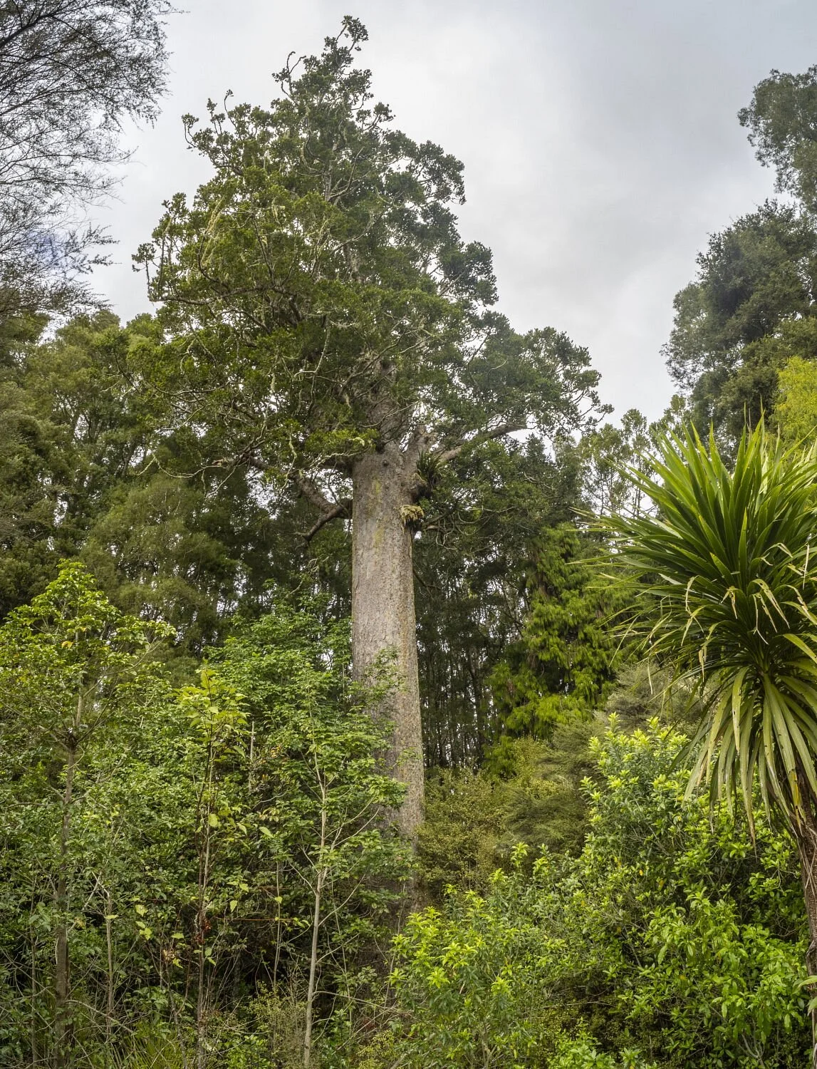 Parry Kauri Park