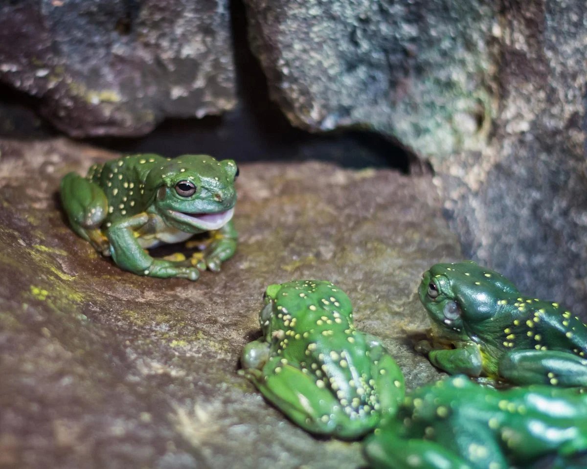 Armadale Reptile Centre