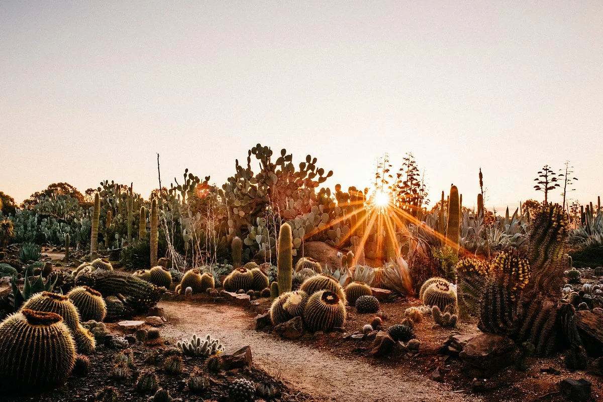 Cactus Country