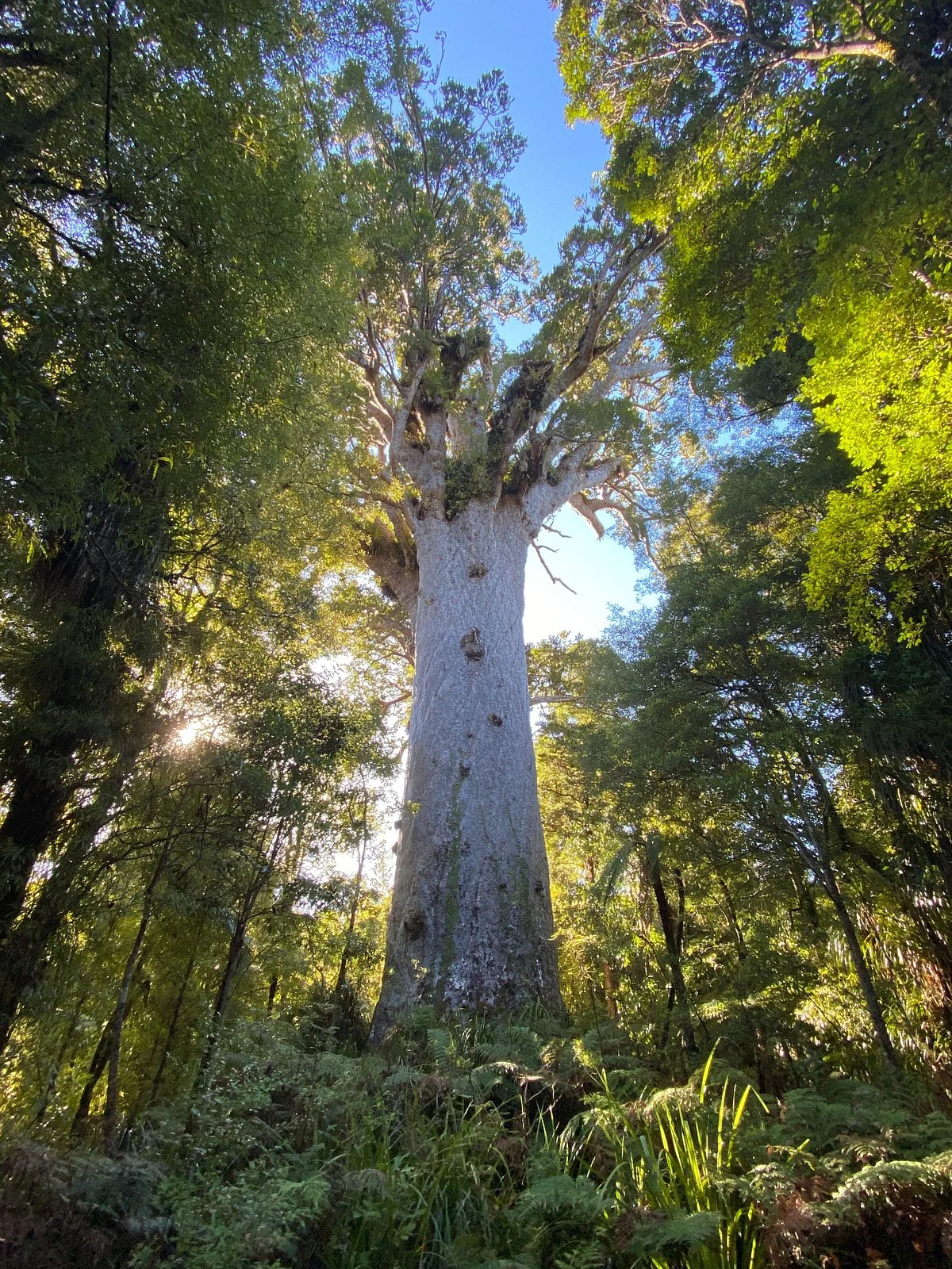 Waipoua Forest