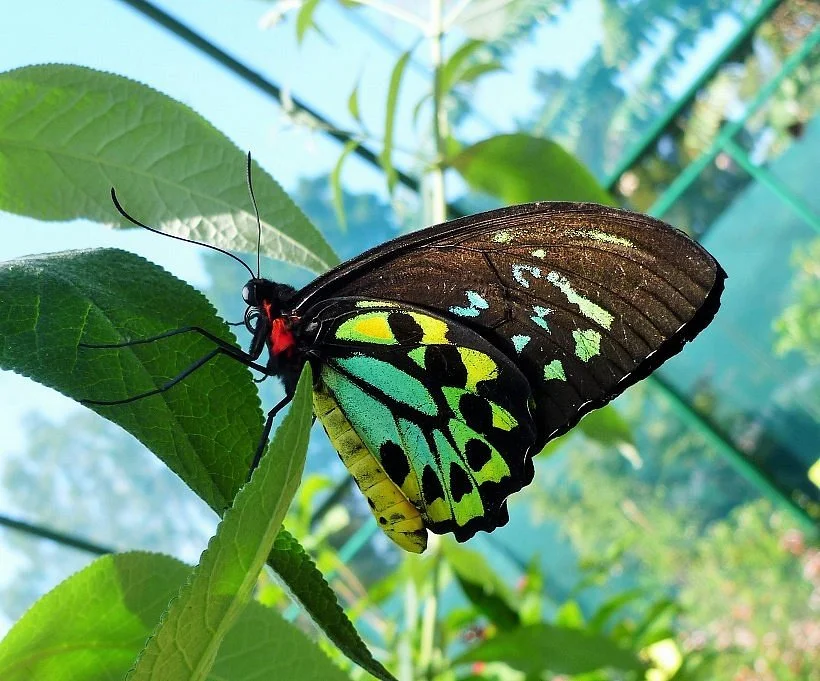 Bribie Island Butterfly House