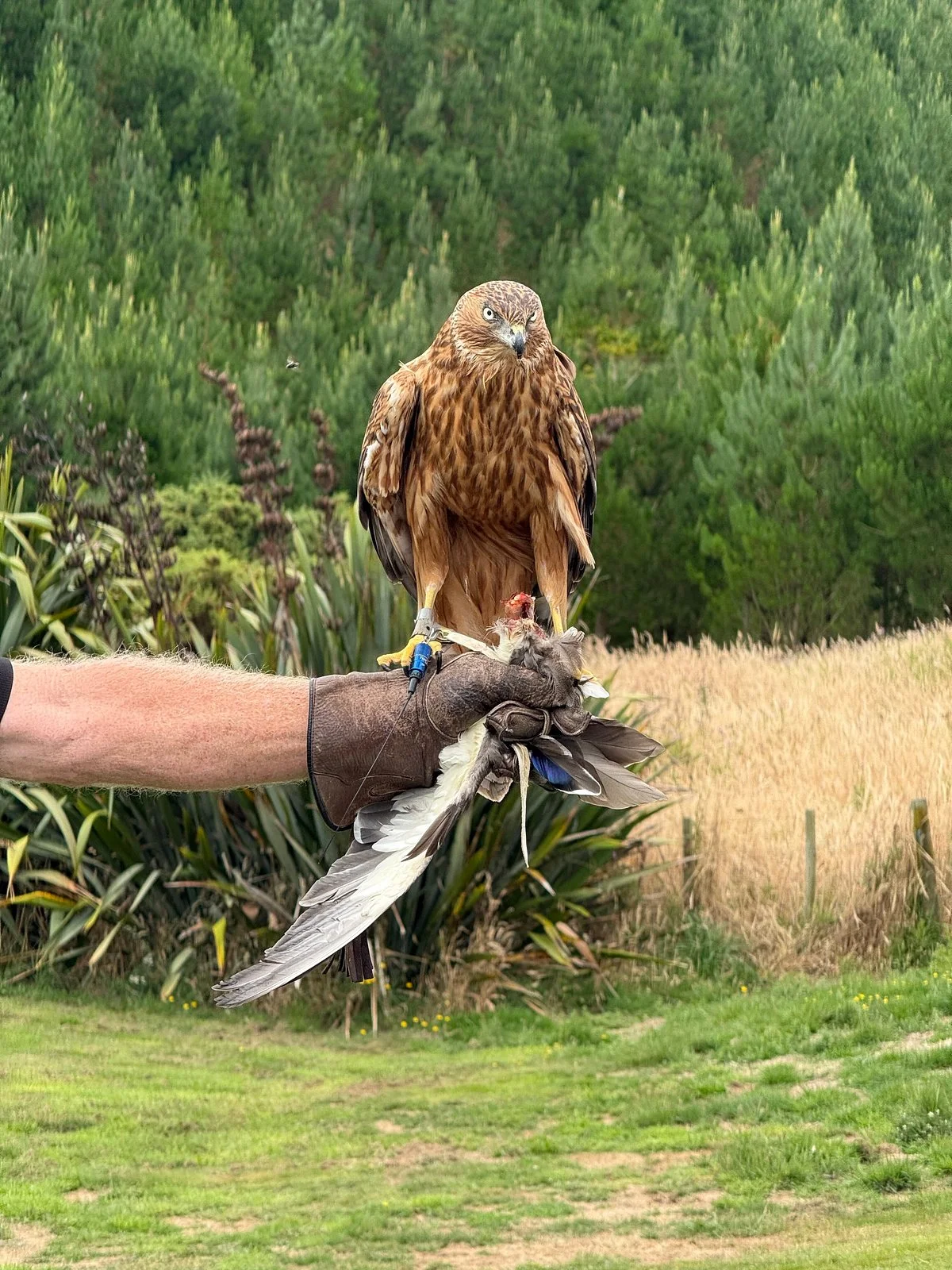 Wingspan National Bird of Prey Centre