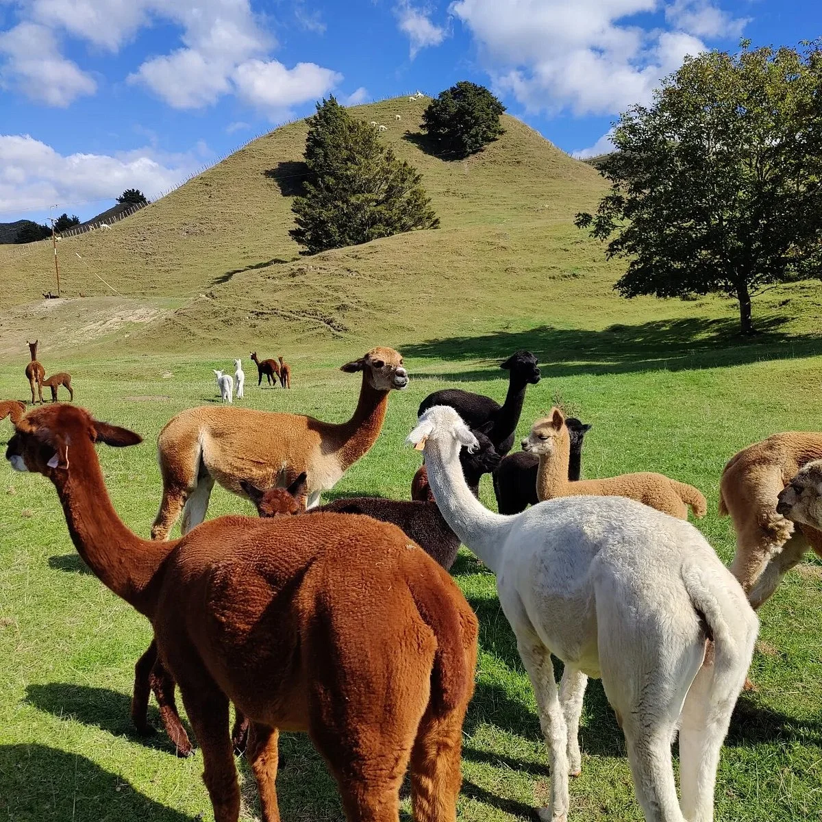 Nevalea Alpacas
