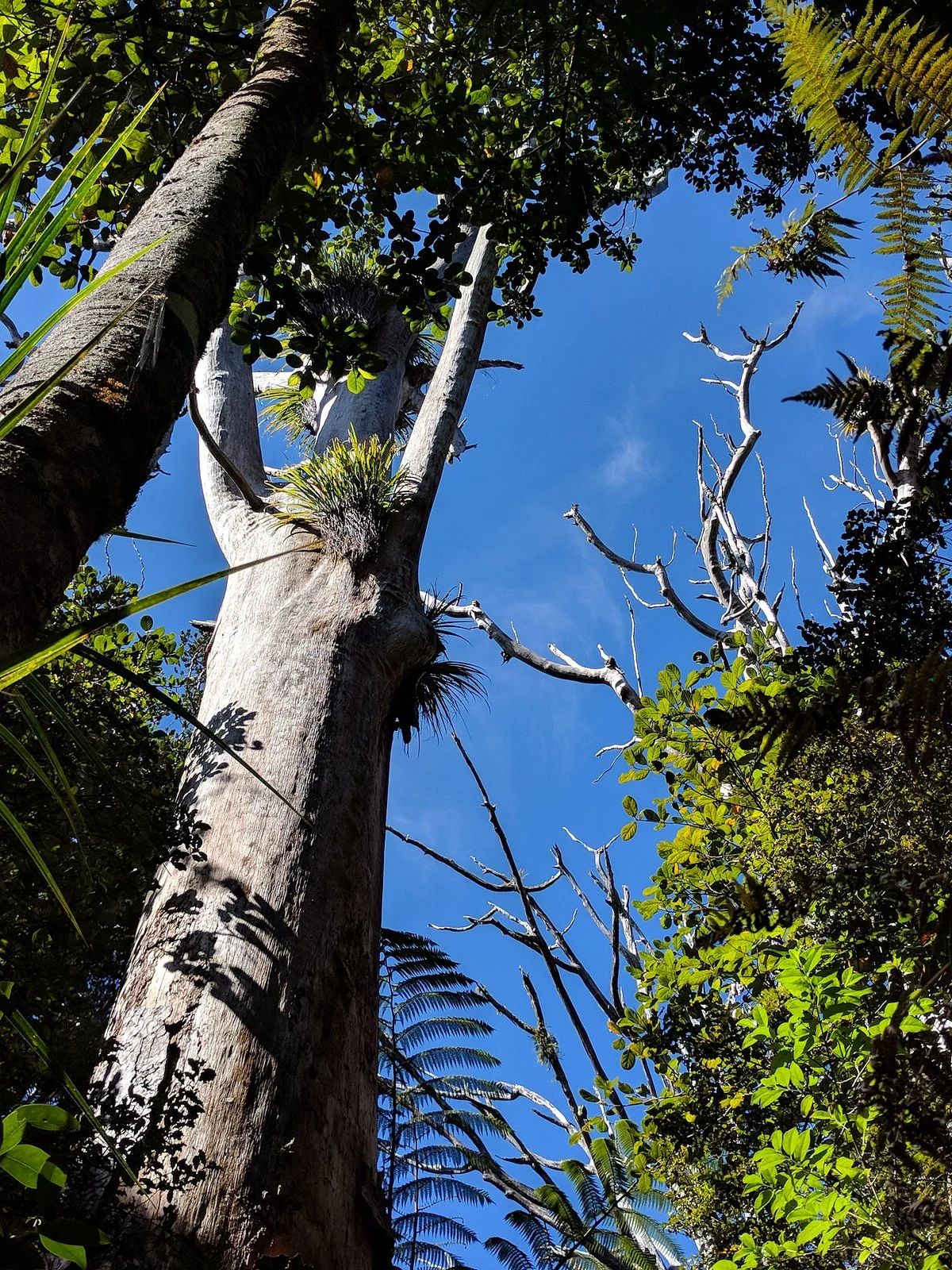 Trounson Kauri Park