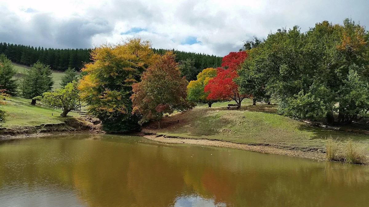 Golden Valley Tree Park