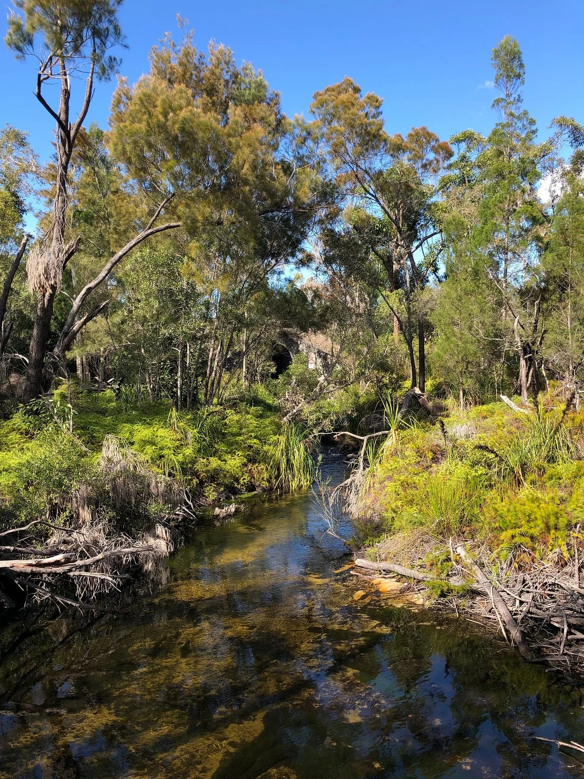 Searys Creek