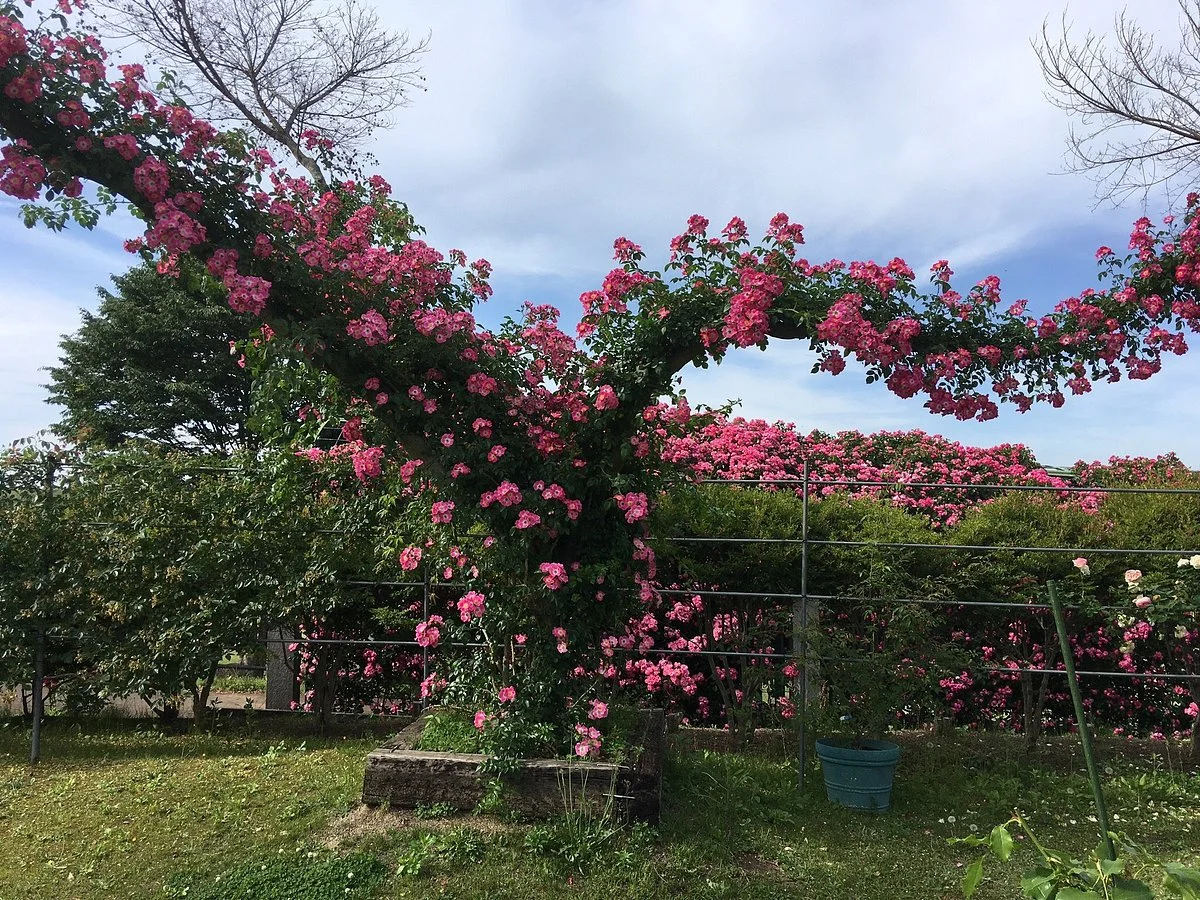 Rose Hill Amagase